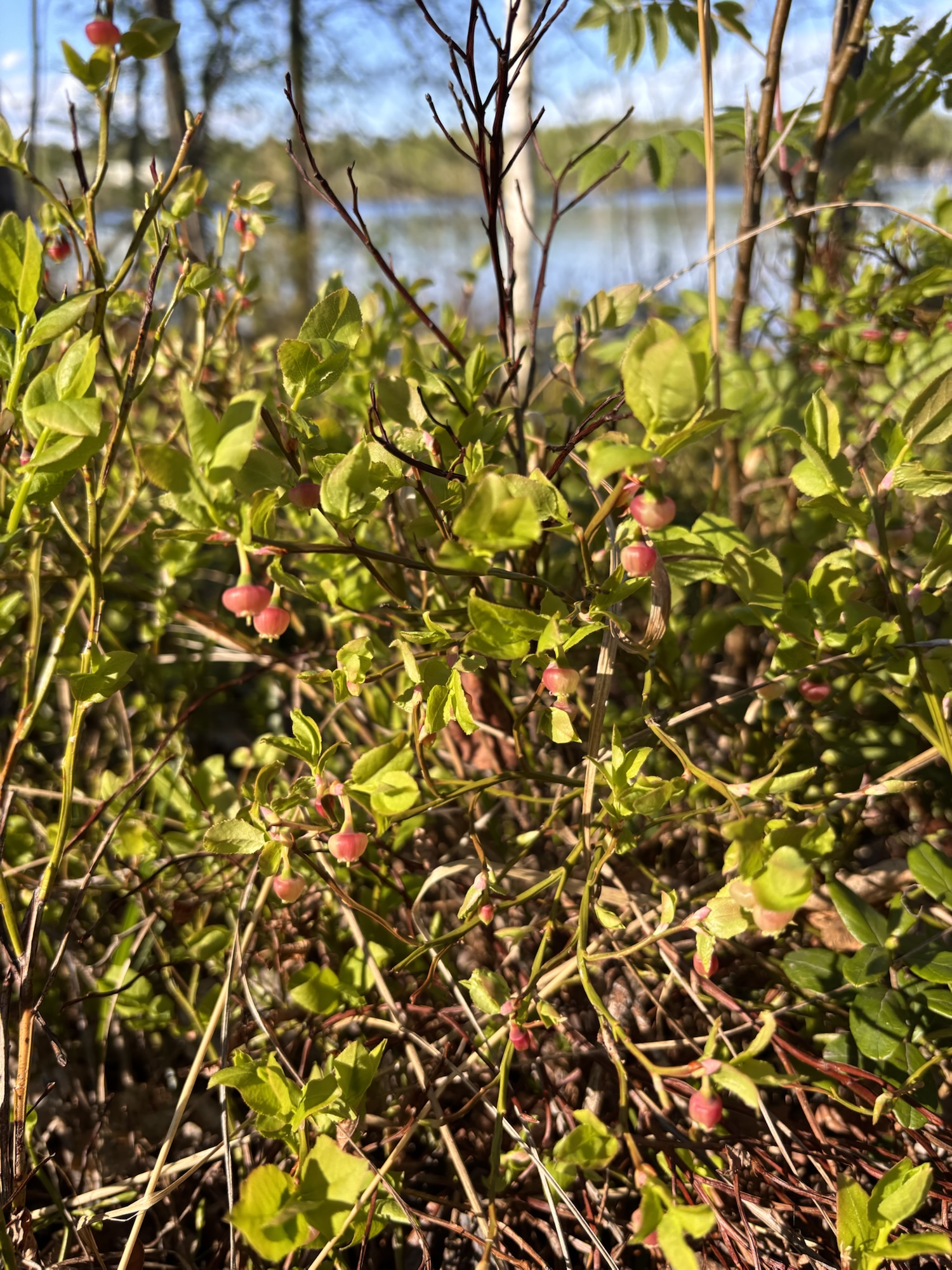 blueberries in flower, lake behind